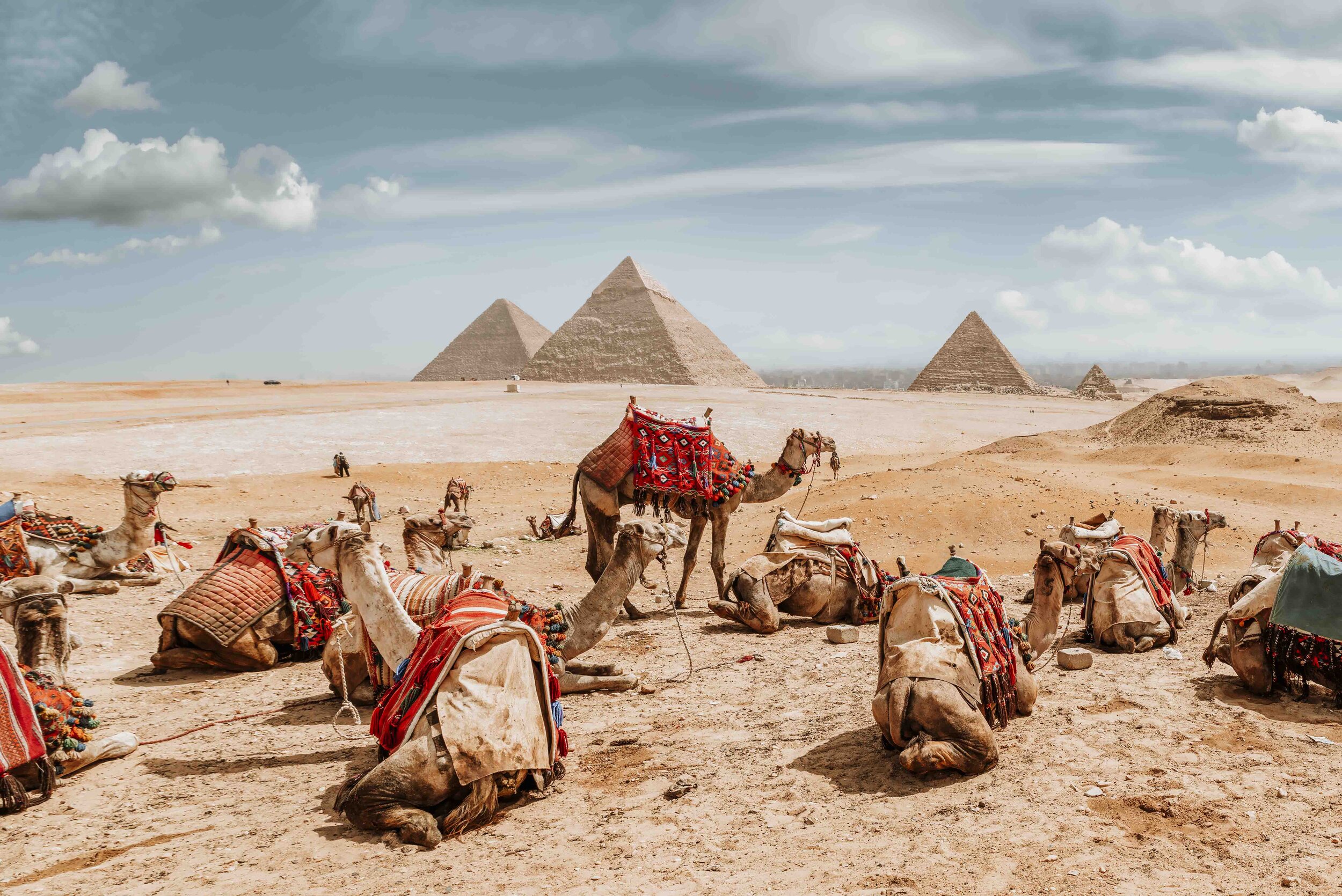 Camels in sandy desert near pyramids at day